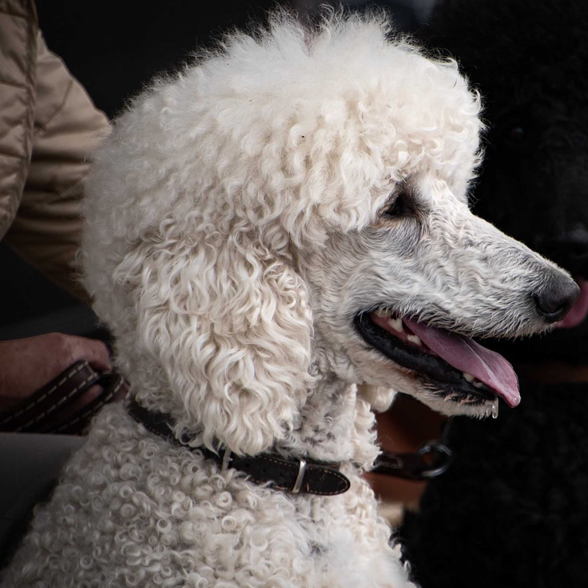 A white Standard Poodle's side profile