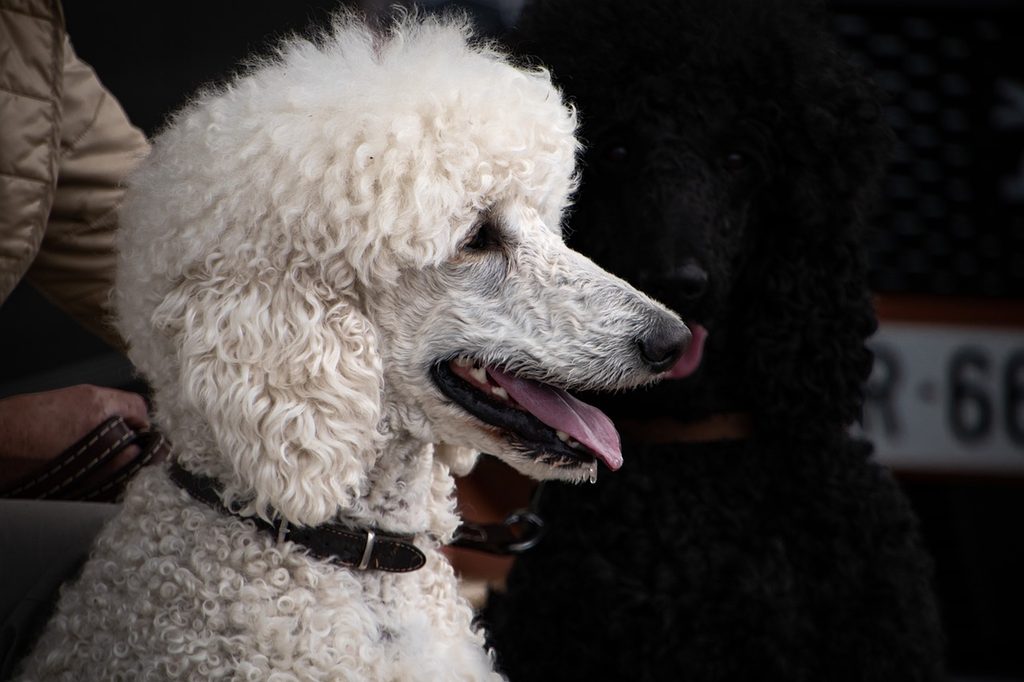 A white Standard Poodle's side profile