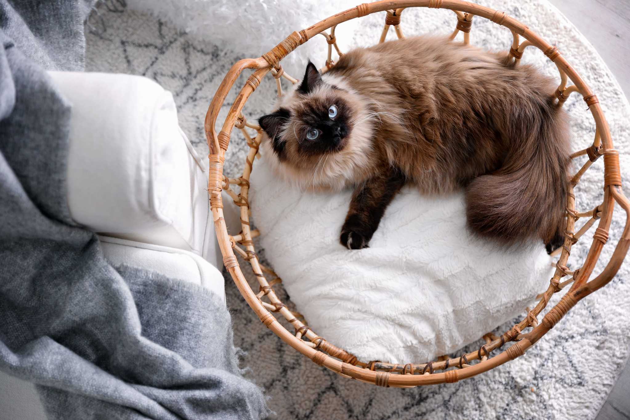 Balinese cat in a basket