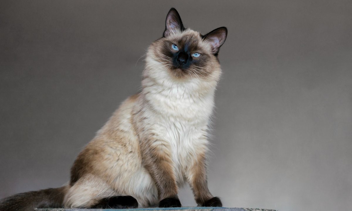 Balinese cat on cat tree