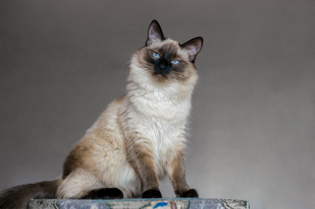 Balinese cat on cat tree