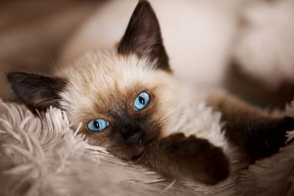 Balinese kitten
