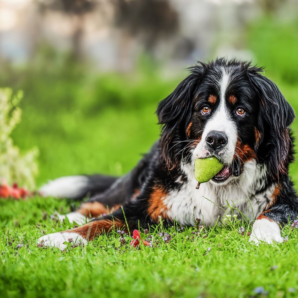 Bernese mountain dog with a par in his mouth