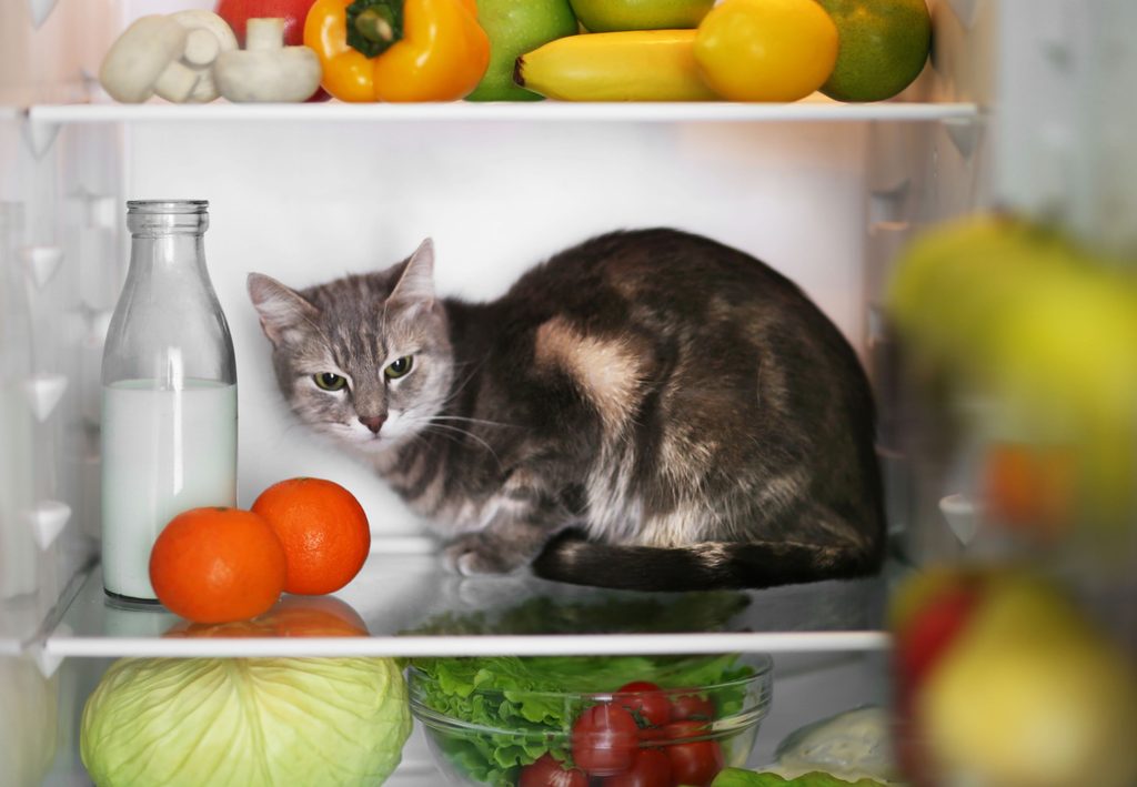 Cat in fridge with oranges, milk, and other fruit and veggies