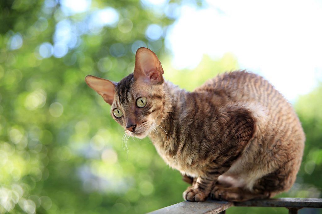 Cornish rex cat