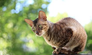 Cornish rex cat
