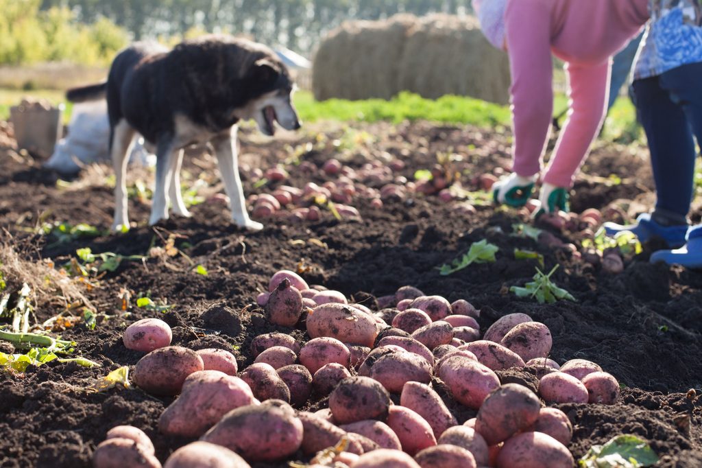 Dog in potato field during harvest