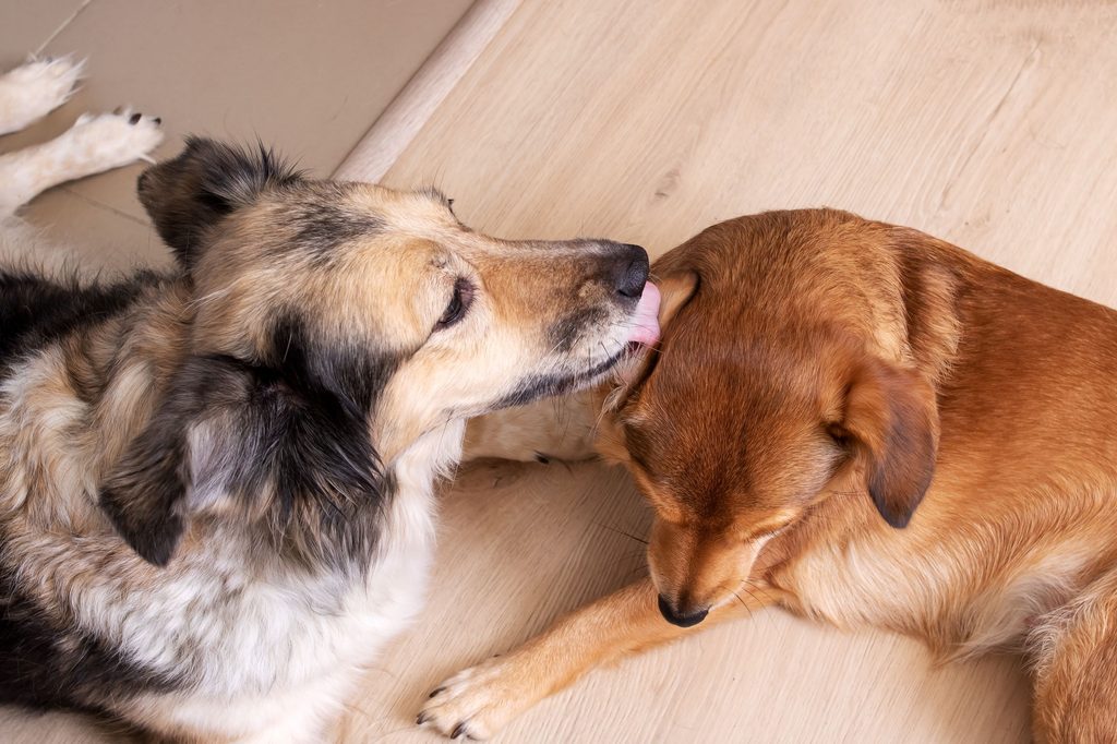 A dog licks another dog's ears