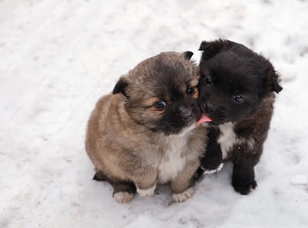 One puppy licks another puppy on the mouth