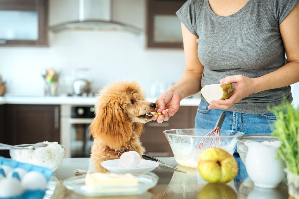 Woman feeding her a dog a piece of a pear