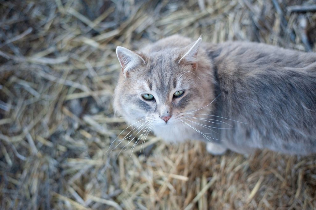 A fluffy gray cat stands on the ground and looks up