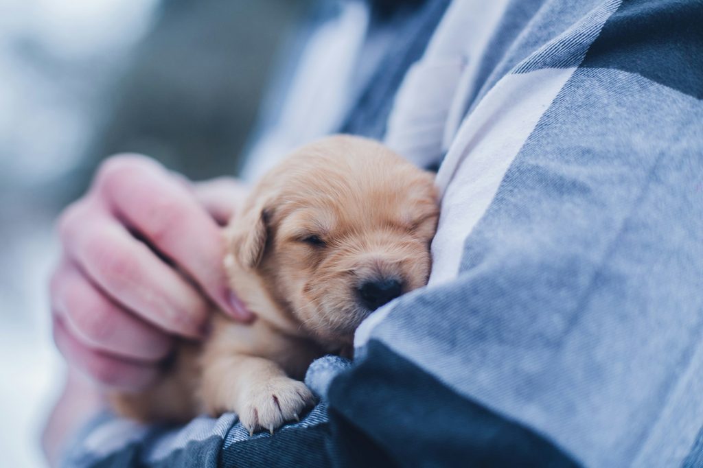 person in blue shirt with puppy