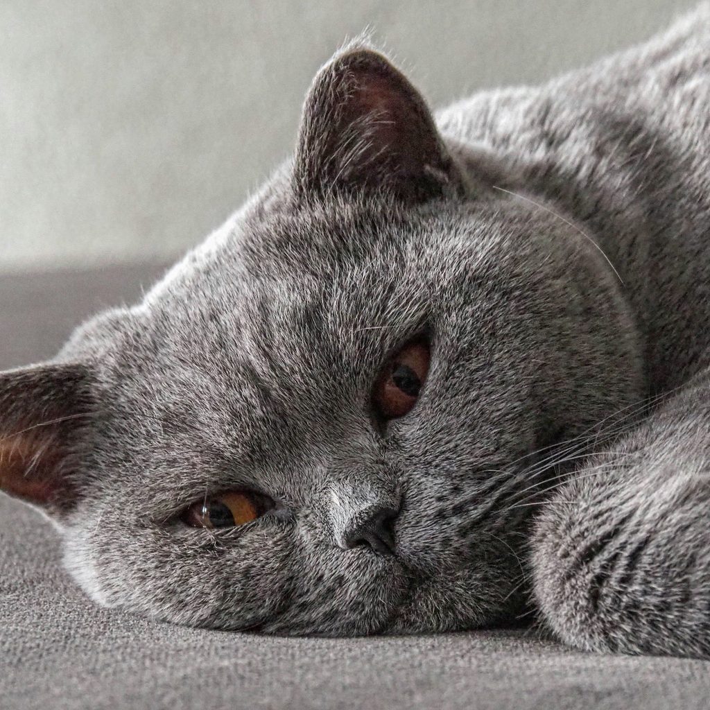 A British Shorthair cat lies down with barely open eyes