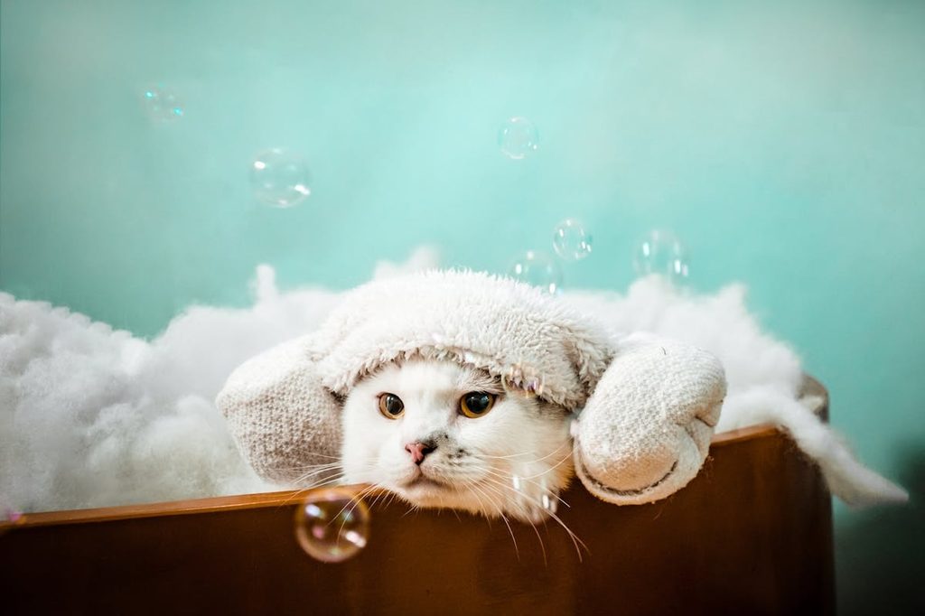 a cat in a bubble bath teal background