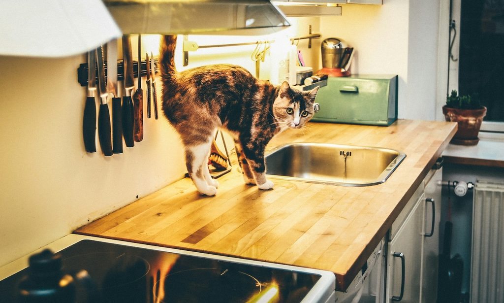 a gray cat on the kitchen counter