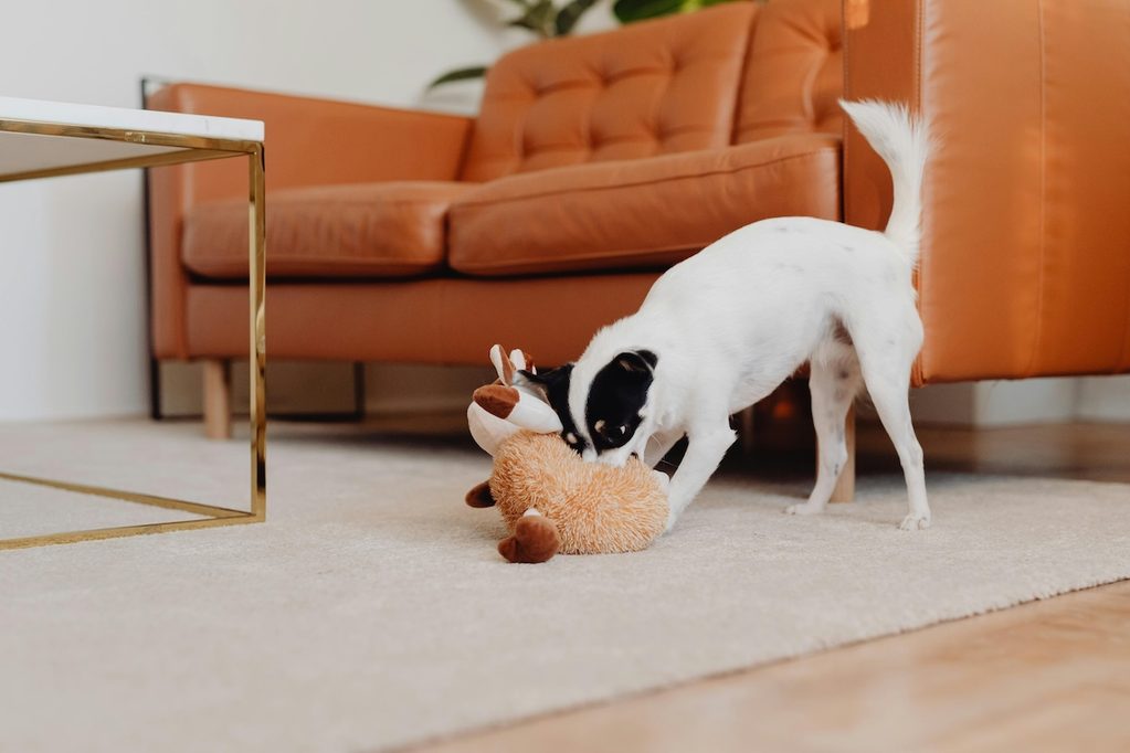 a dog playing with toy on a rug