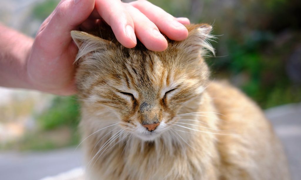 A hand reaches out to pet an orange cat
