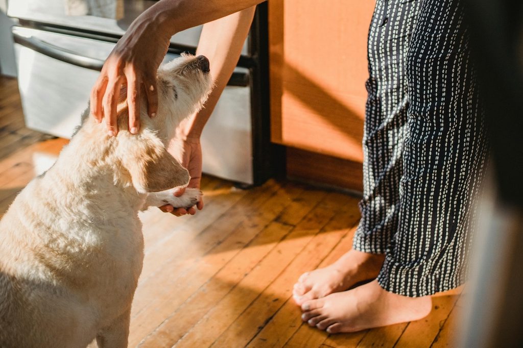 yellow lab in kitchen with wood floor getting pet