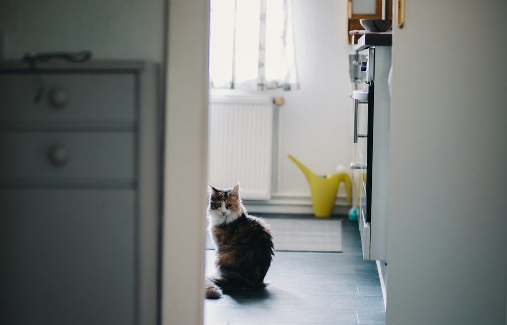 Cat sits in the bathroom looking out