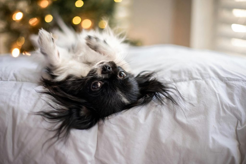 A long-haired Chihuahua lying on their back on a bed