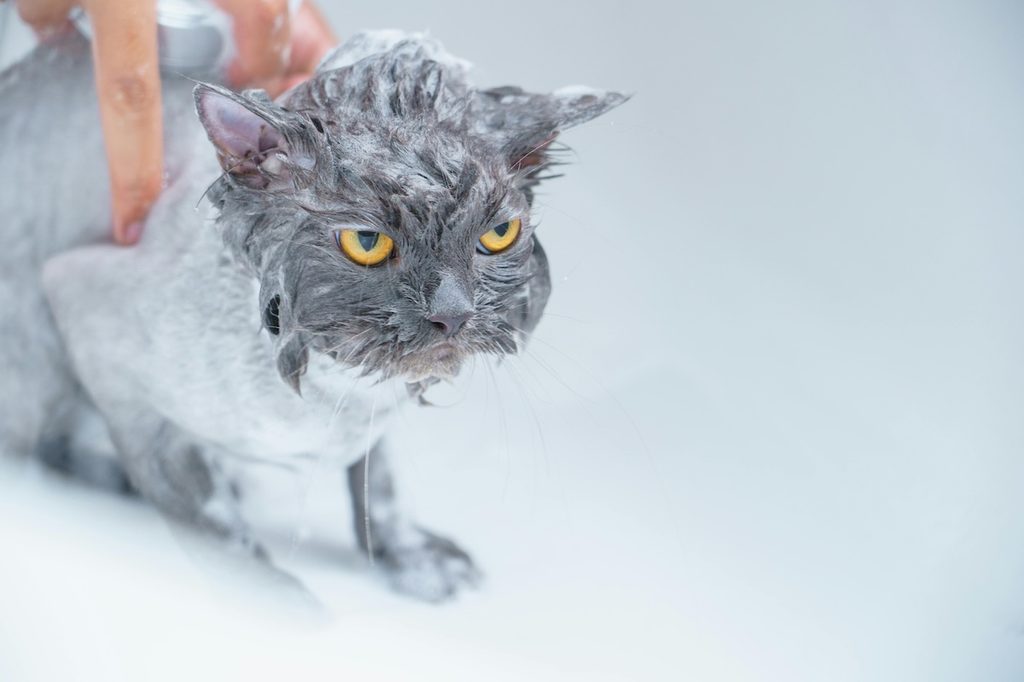 an angry cat getting bathed