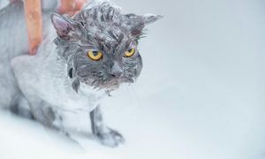 An angry cat getting bathed