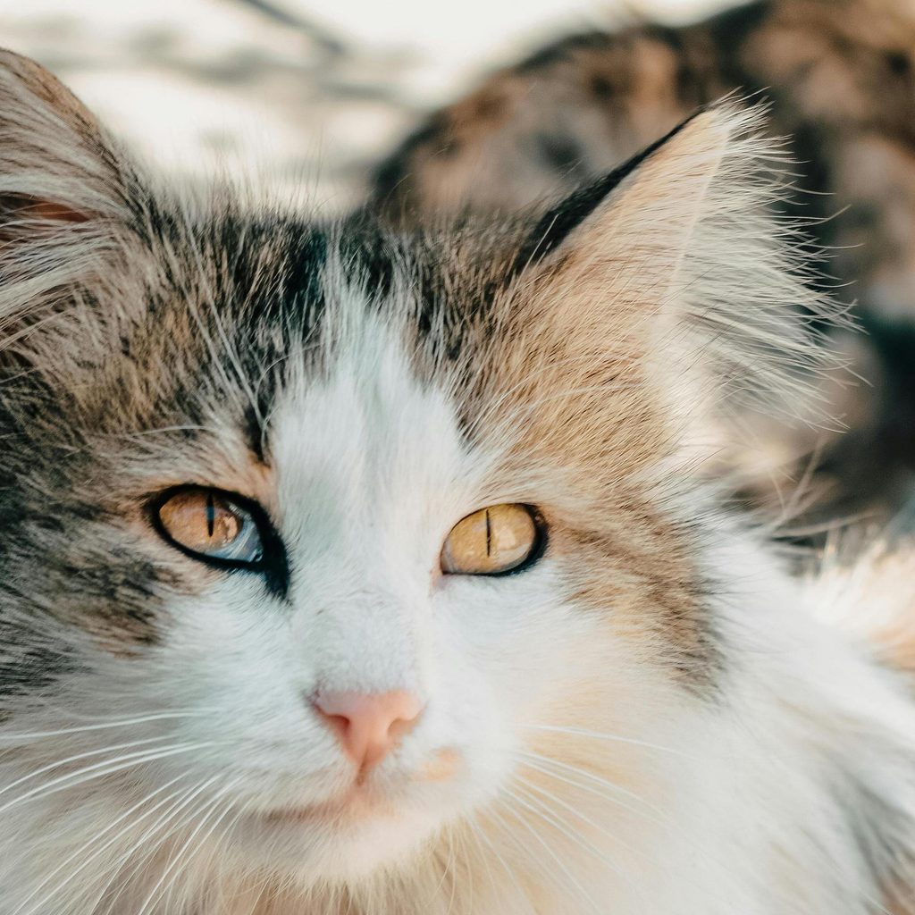 A ragamuffin cat looks up with orange eyes