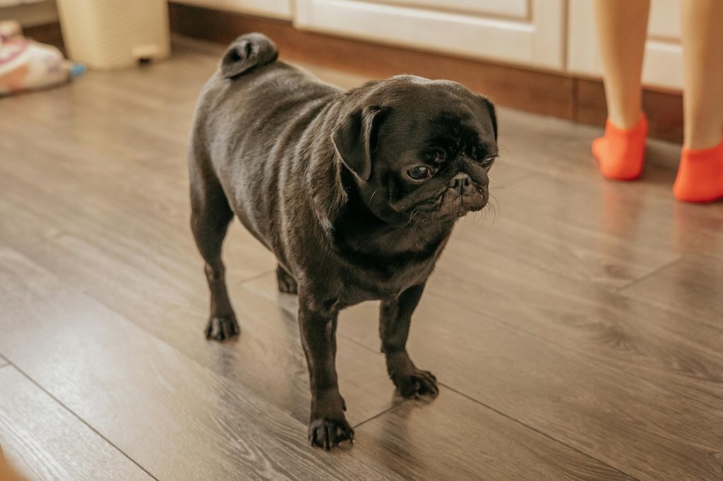 pug standing on wood floor kitchen