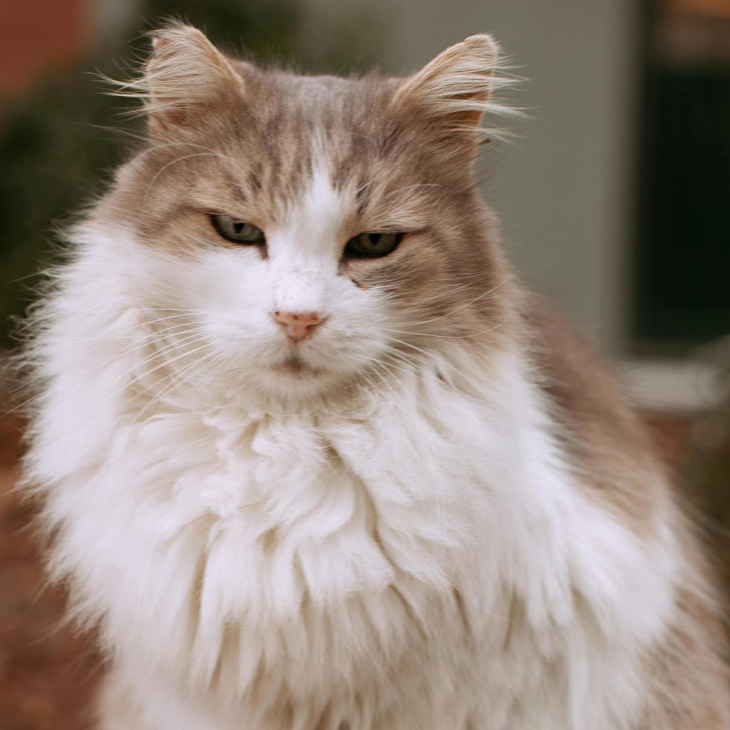 A white and brown ragamuffin cat