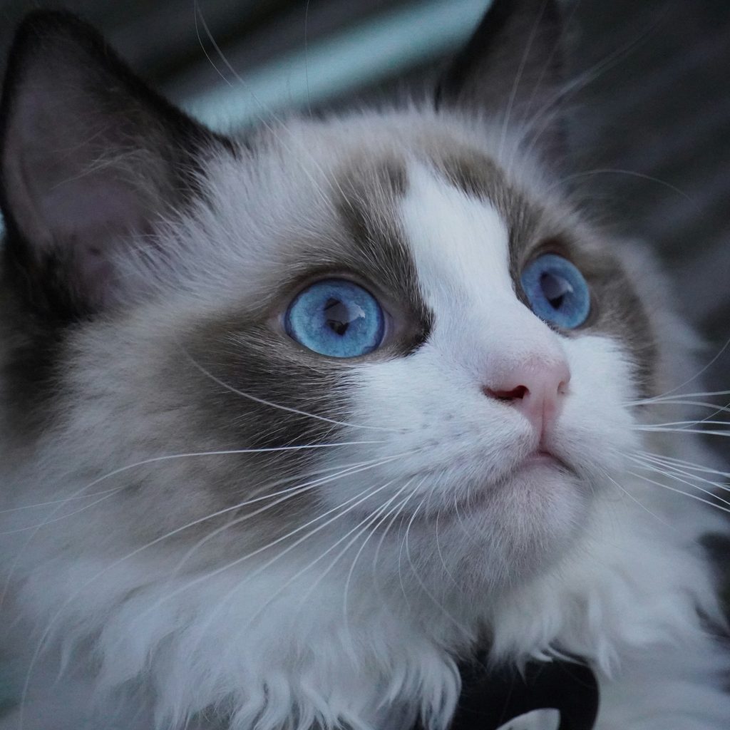 A ragdoll cat with blue eyes looks up