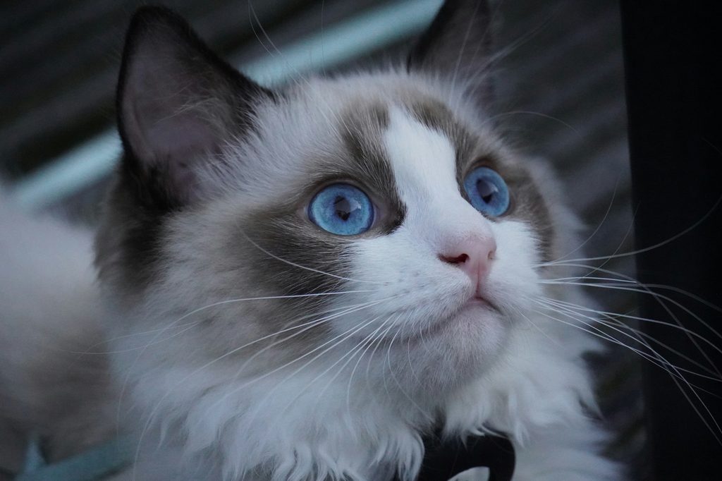 A Ragdoll Cat with blue eyes looks up