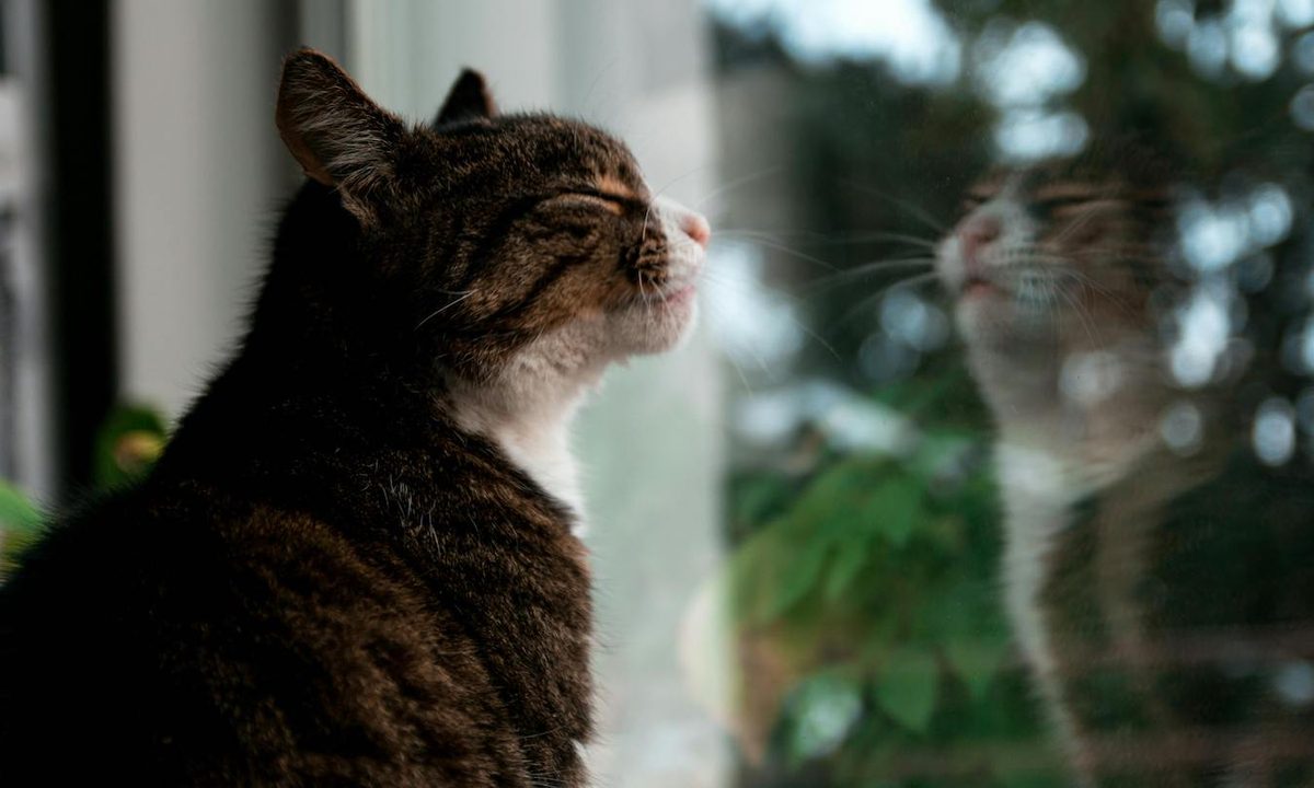 A tabby cat looks out the window with their reflection looking back