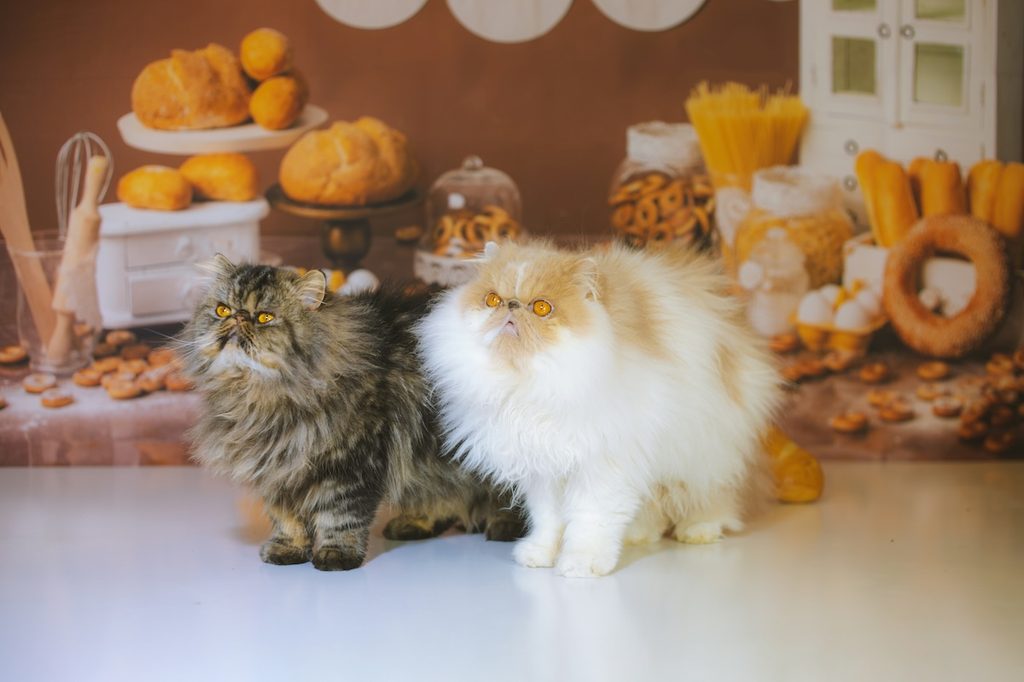 two cats in front of bread