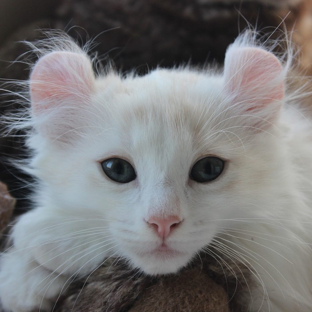 A white American Curl Kitten