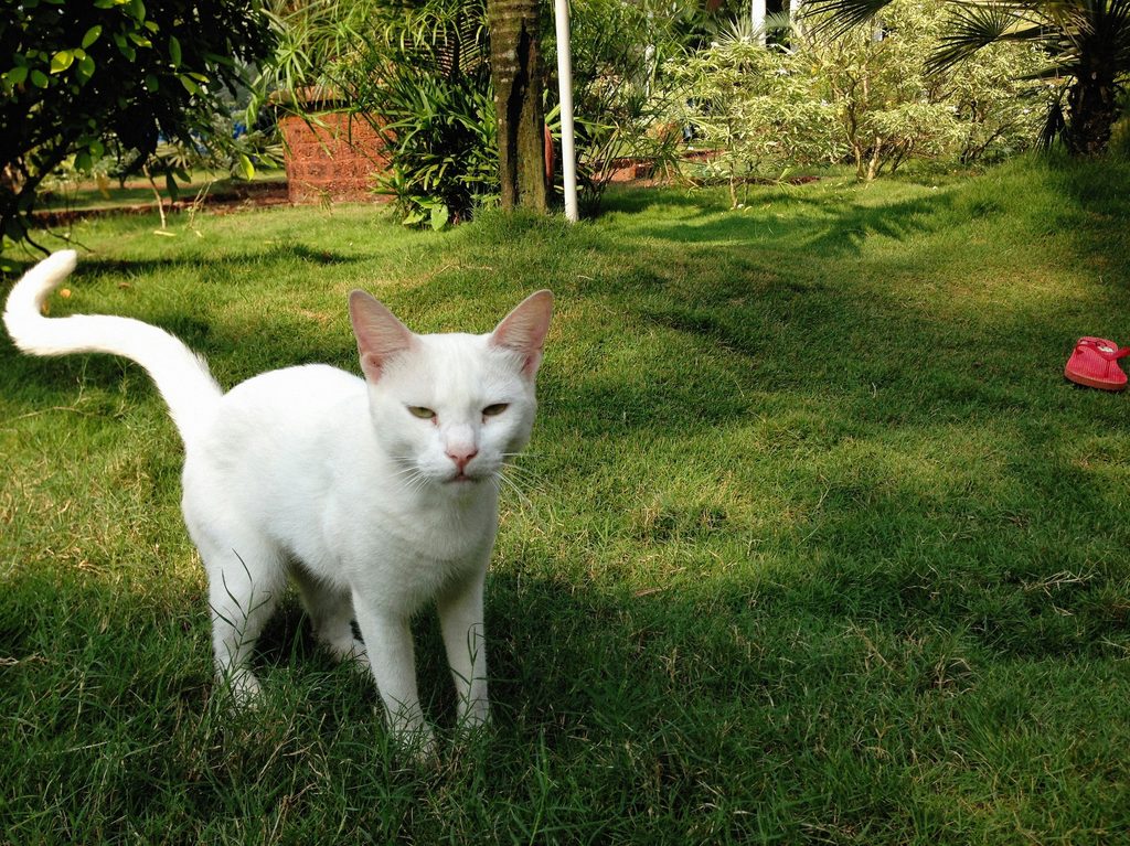 A white cat stands in a grassy yard