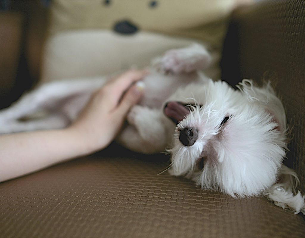 A white dog getting a belly rub in a chair
