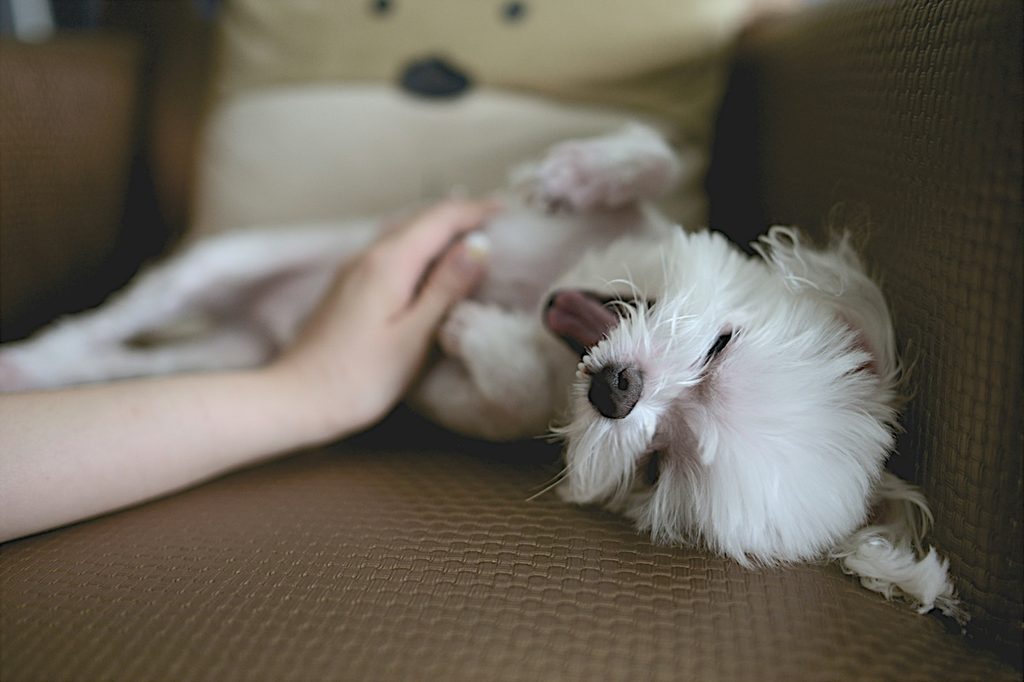 A white dog getting a belly rub in a chair