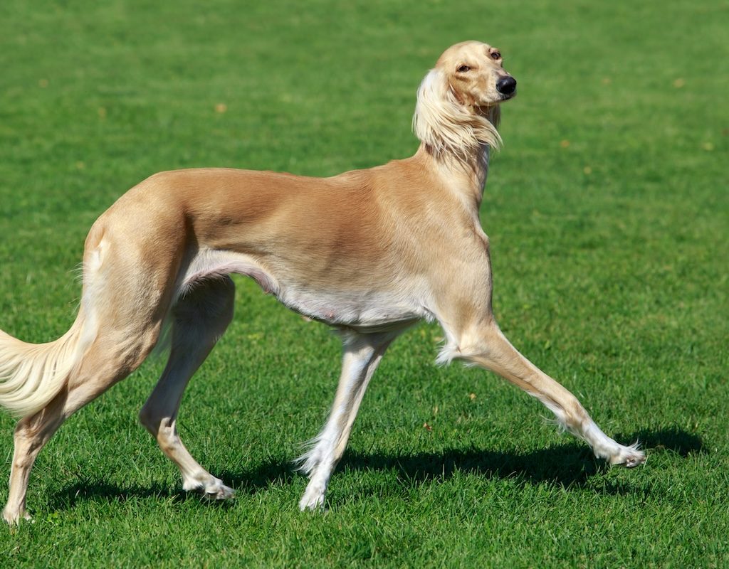 Azawakh dog outside in a yard