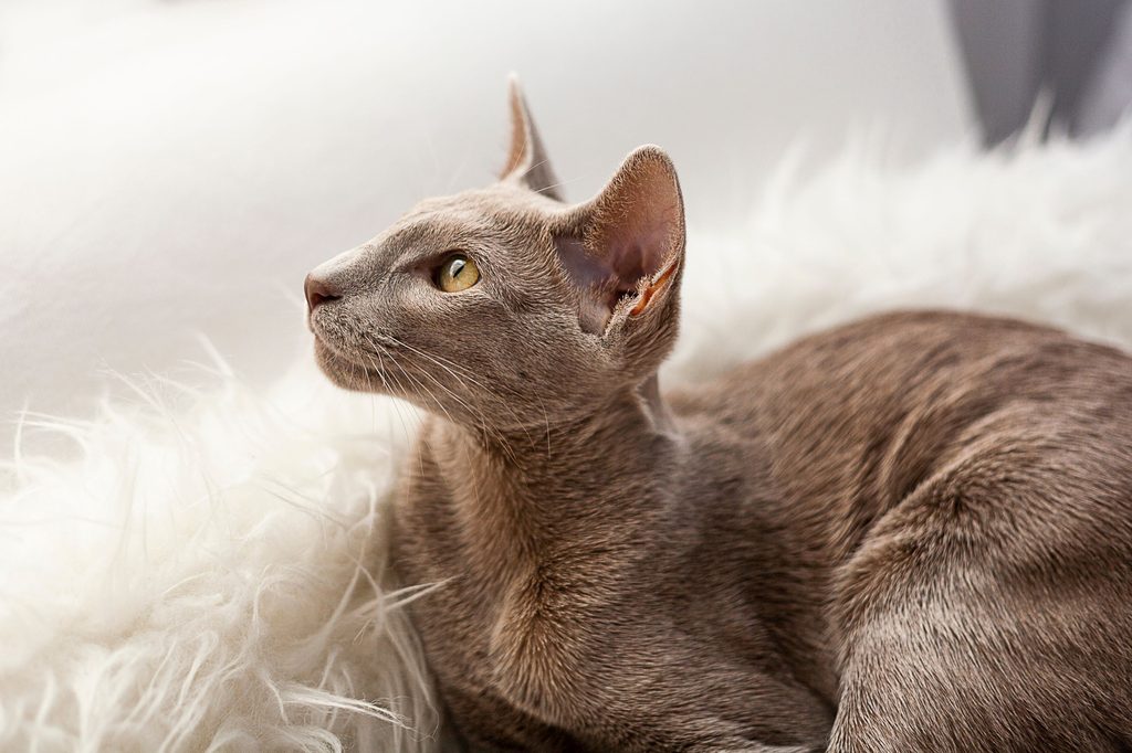 Brown Oriental shorthair cat