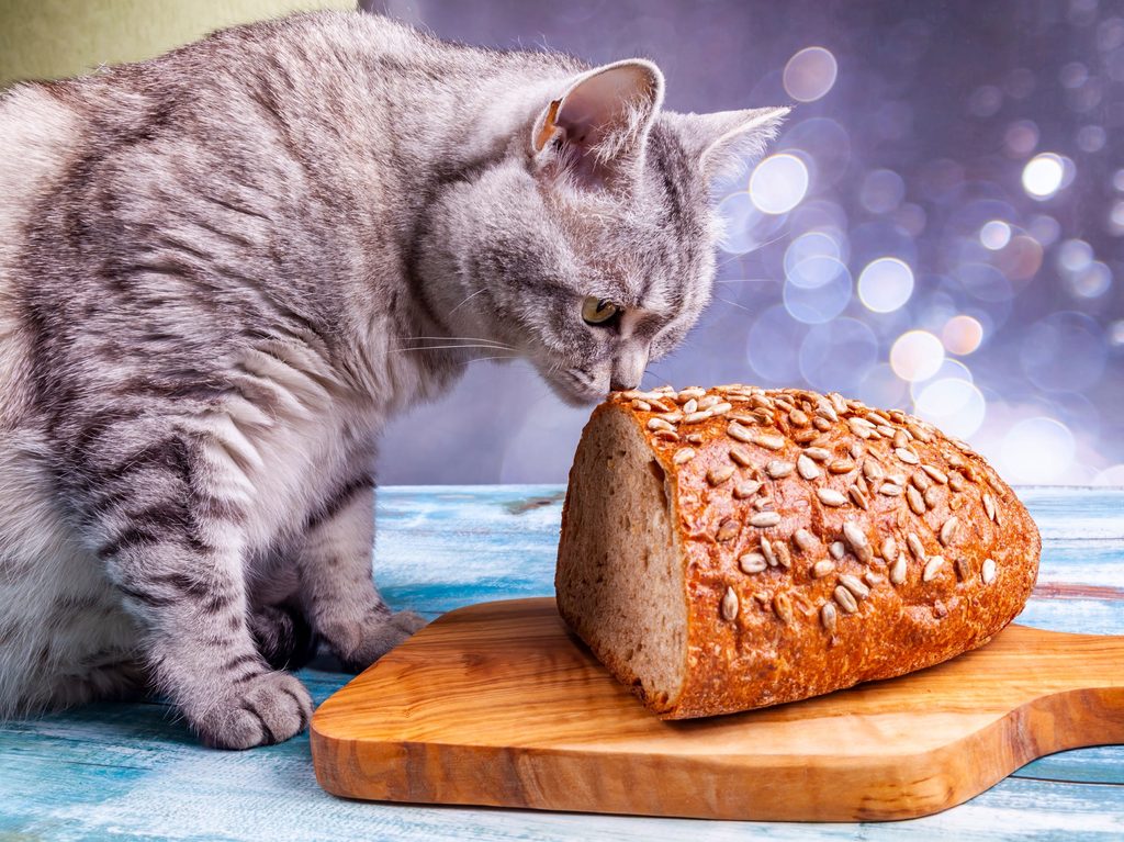 Cat sniffing bread