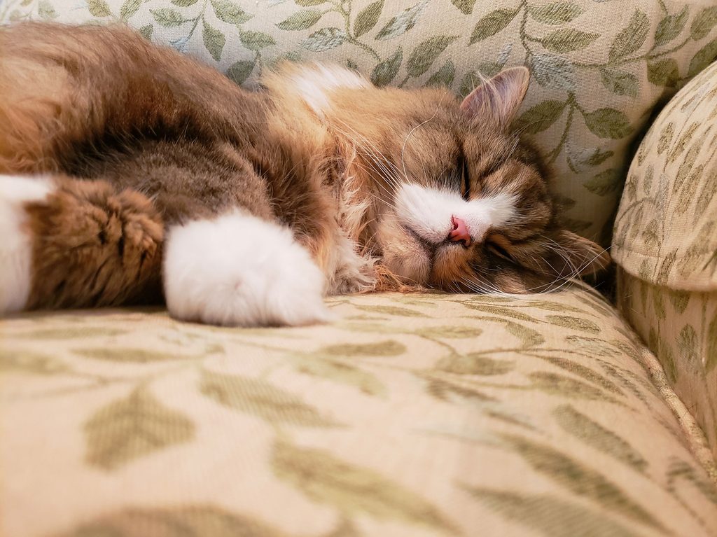 Ragamuffin cat sleeping on a couch