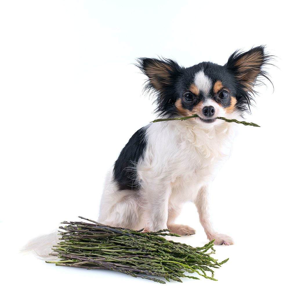 Small dog with asparagus in their mouth