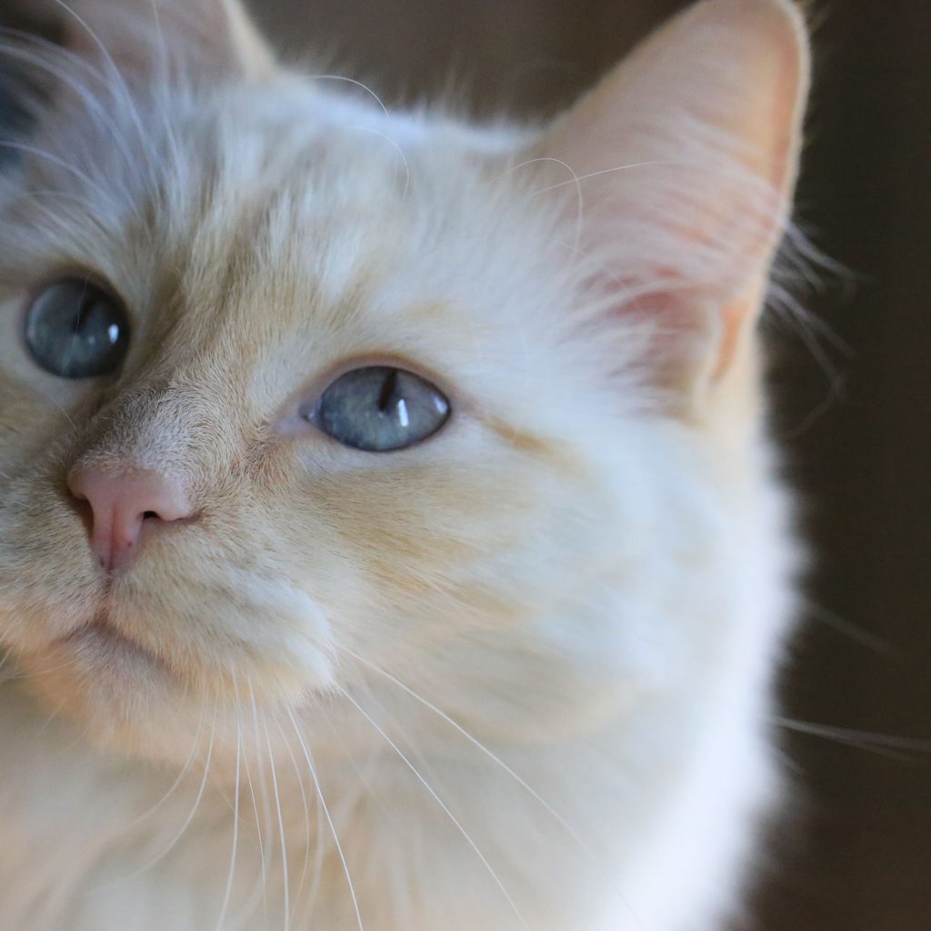 White ragamuffin cat