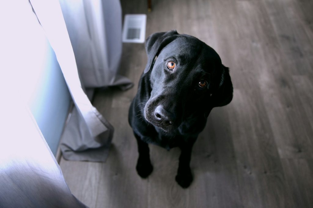 A Black Lab sits on hardwood floor and looks up