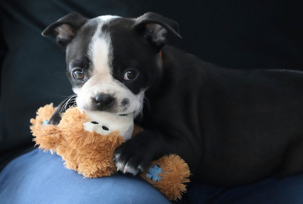 A black and white puppy holds a brown toy