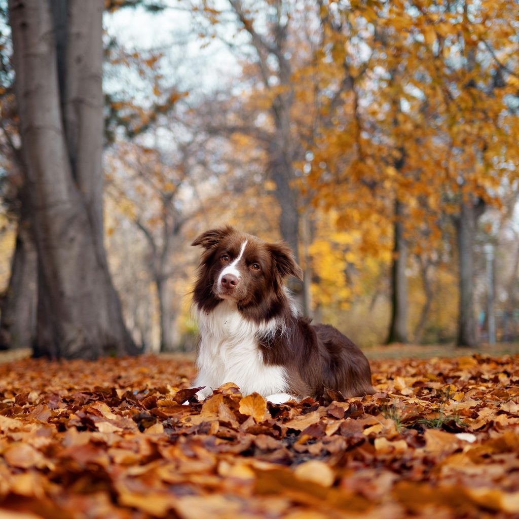 A brown and white border collie sits on a pile of leaves