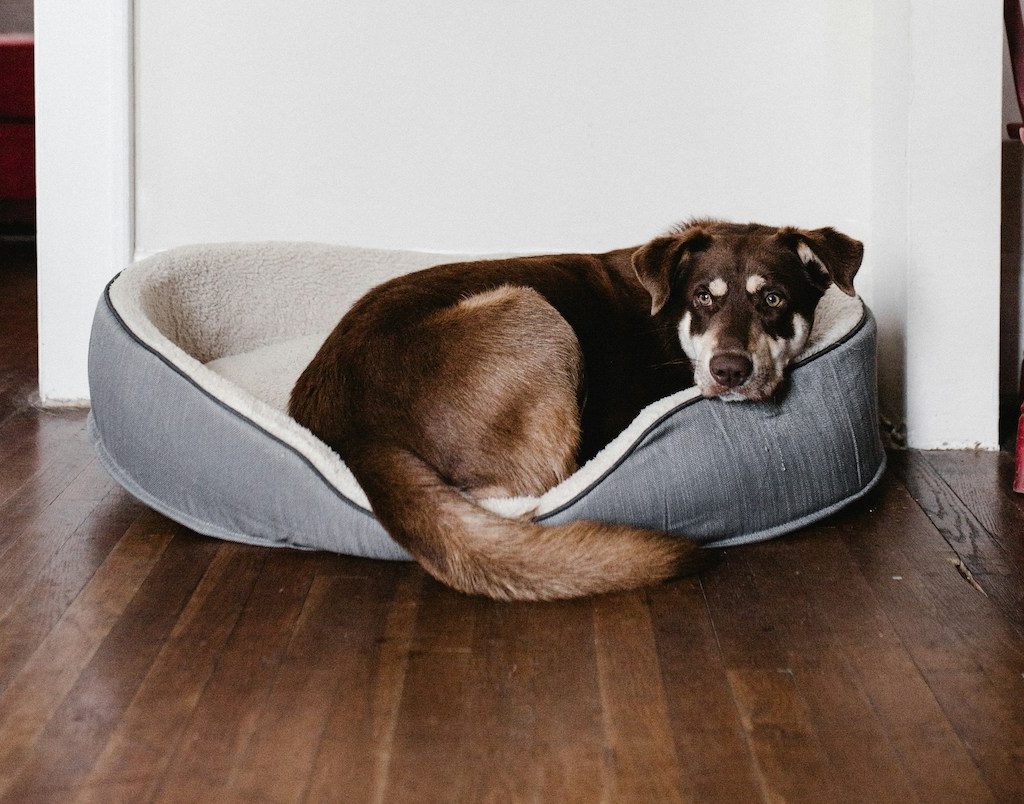 A brown dog sleeping in a dog bed on hardwood floor