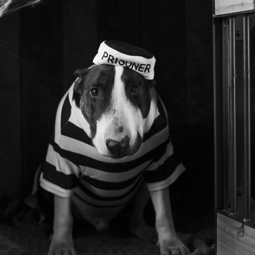 A bull terrier dressed as a prisoner