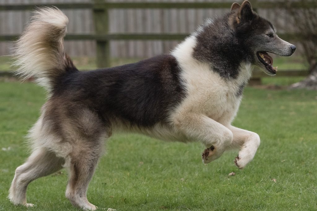 A Canadian Eskimo dog running in a yard