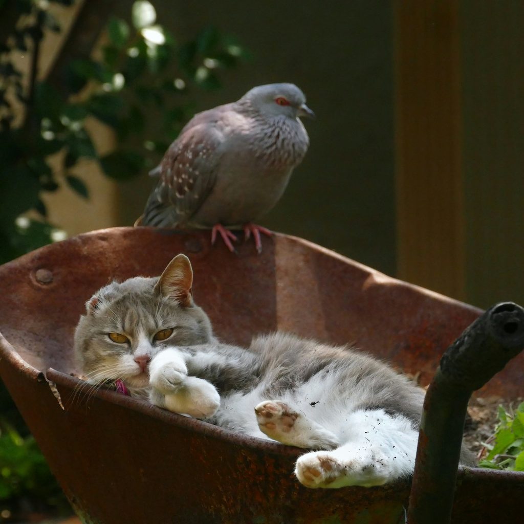 A cat lying in a wheelbarrow while a pigeon perches on top